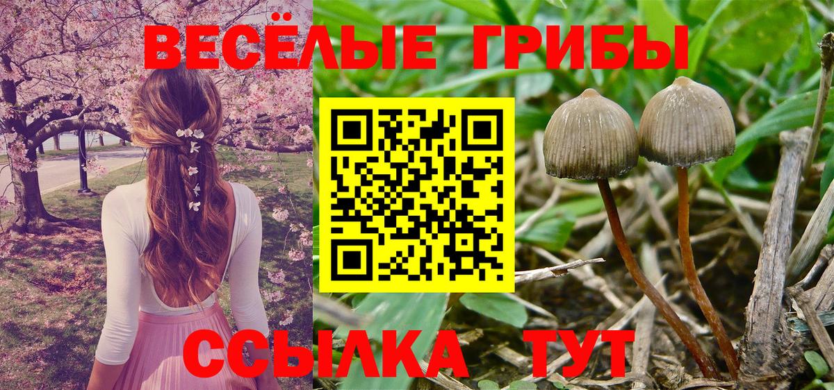 Псилоцибиновые грибы Psilocybine cubensis Мыски